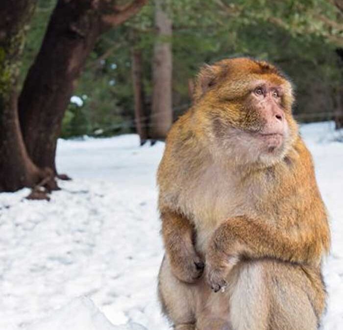 Day trip from Fes to Ifrane and Azrou Forest
