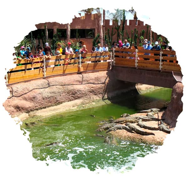 visit-Crocoparc-in-Agadir-with-kids (1) things to do in Morocco with kids